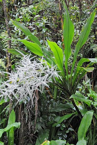 Cordyline mauritiana