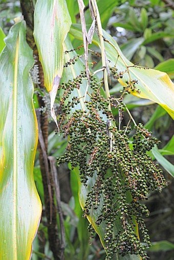 Cordyline mauritiana