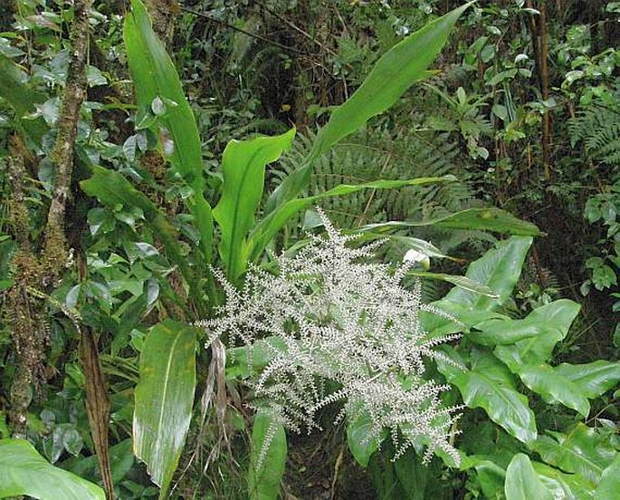 CORDYLINE MAURITIANA (Lam.) J. F. Macbr. – dračinka