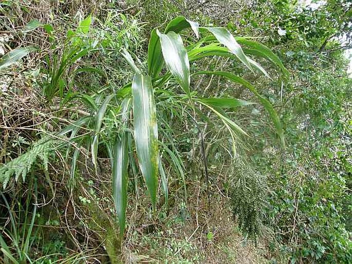 Cordyline mauritiana