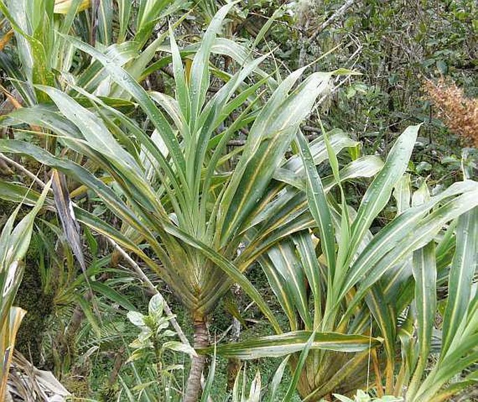 Cordyline mauritiana