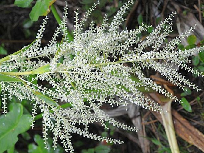 Cordyline mauritiana