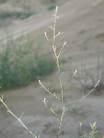 Corispermum nitidum