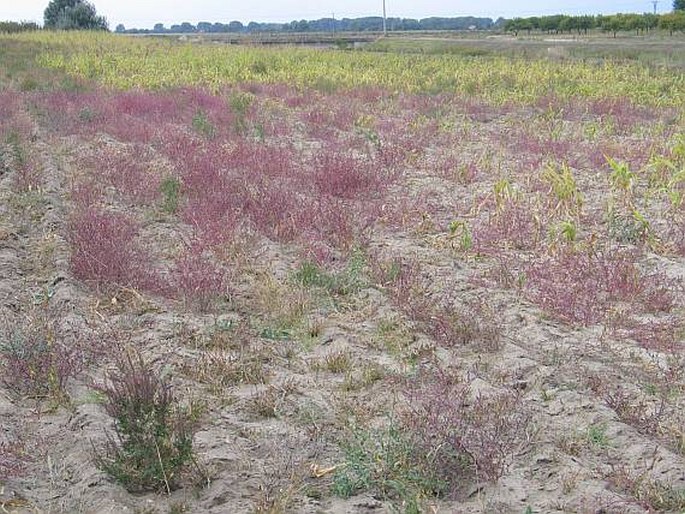 Corispermum nitidum