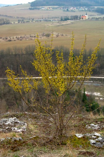 Cornus mas