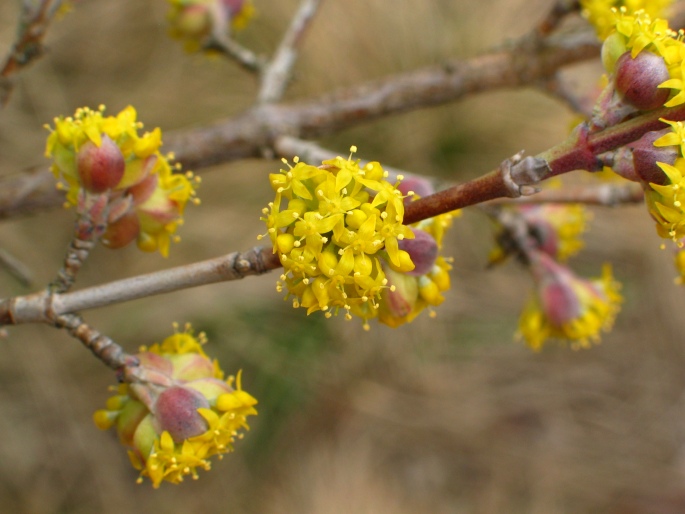 Cornus mas