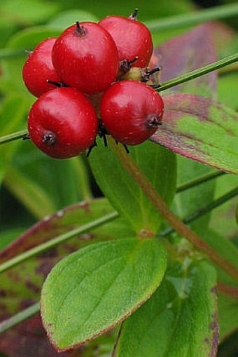 Cornus suecica