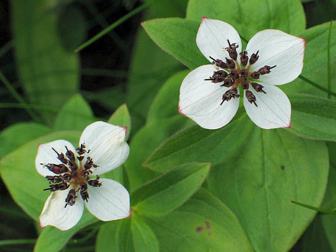 Cornus suecica