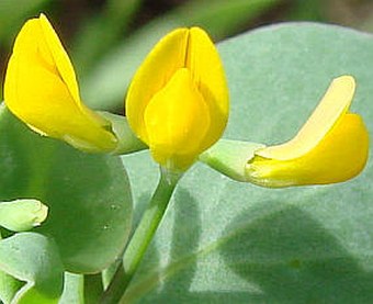 Coronilla scorpioides