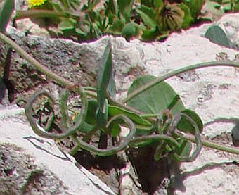 Coronilla scorpioides