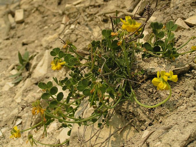 Coronilla vaginalis