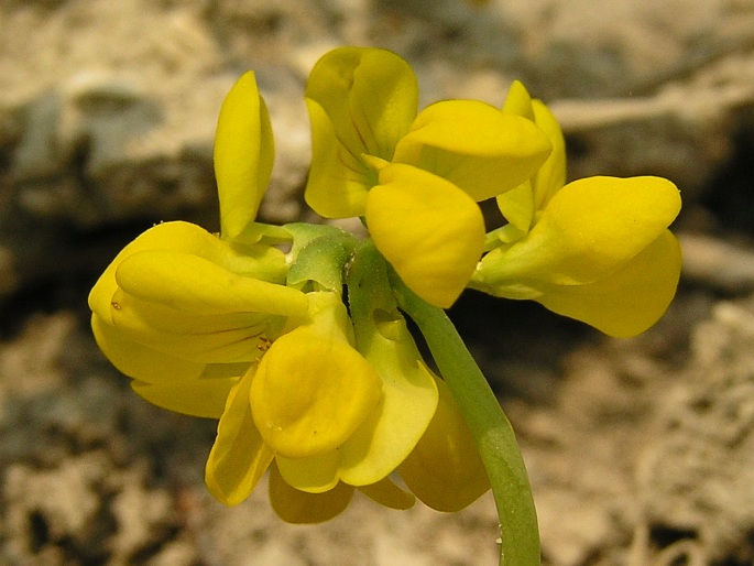 Coronilla vaginalis