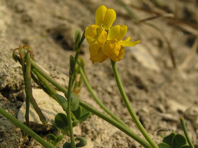 Coronilla vaginalis