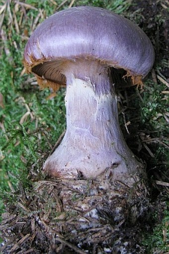 Cortinarius traganus