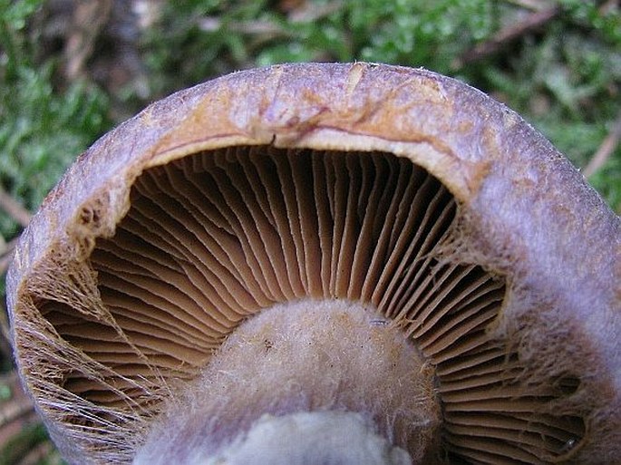 Cortinarius traganus