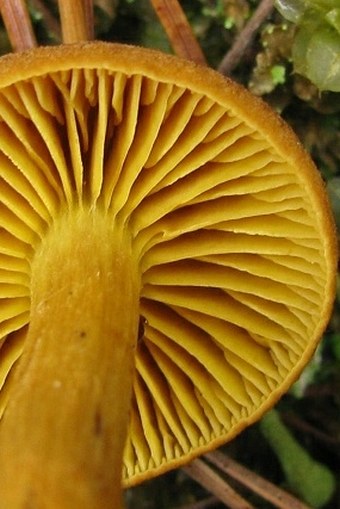 Cortinarius croceus