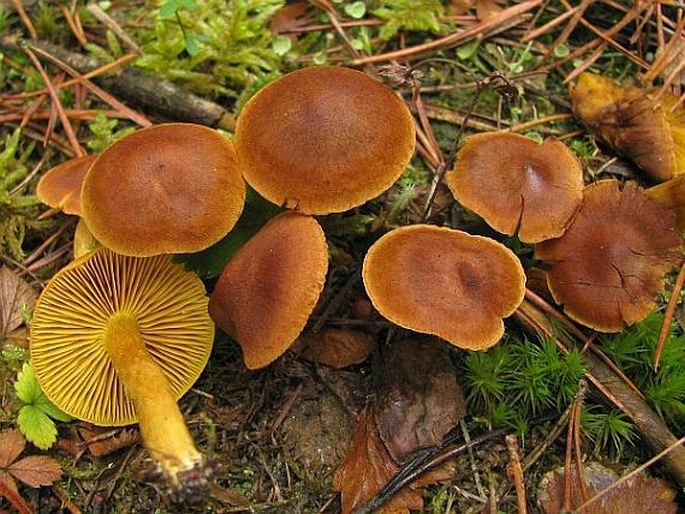 Cortinarius croceus