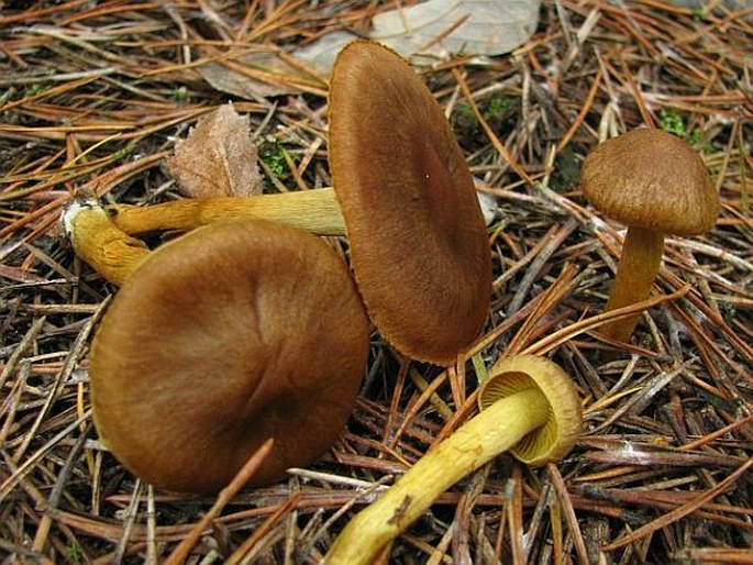 Cortinarius croceus