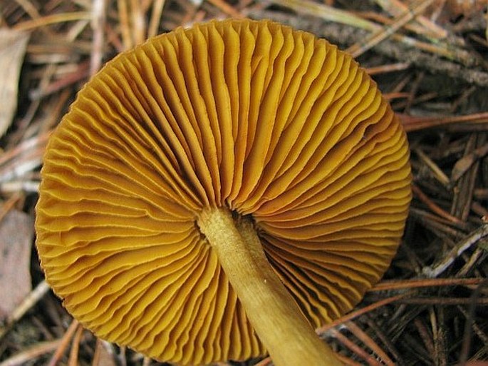 Cortinarius croceus