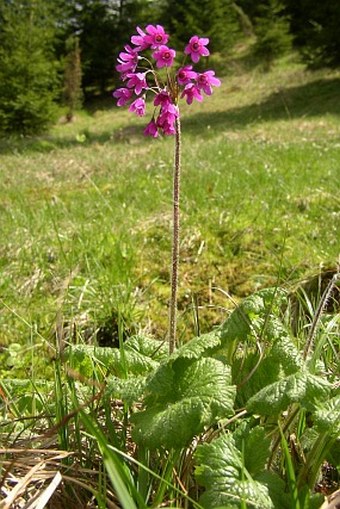 Cortusa matthioli