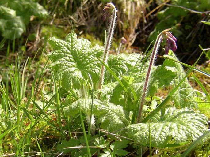 Primula matthioli