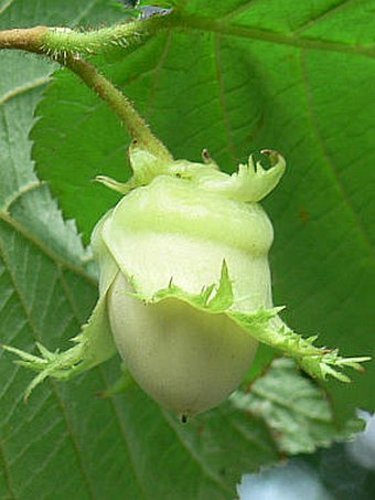 Corylus avellana