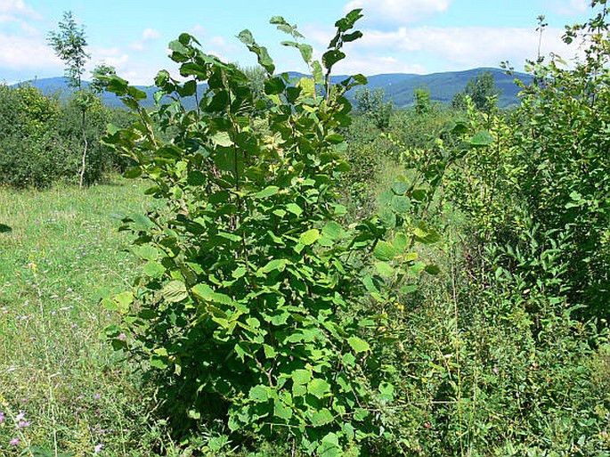 Corylus avellana