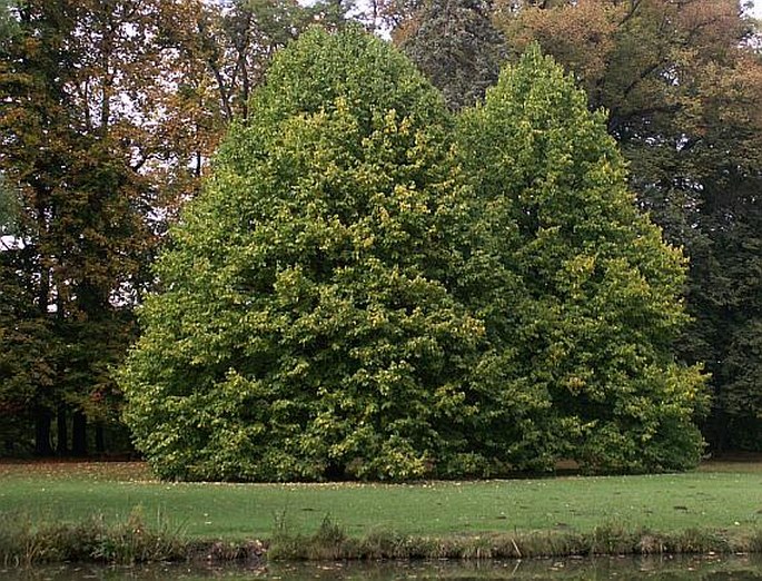 Corylus colurna