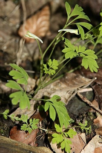 Corydalis capnoides