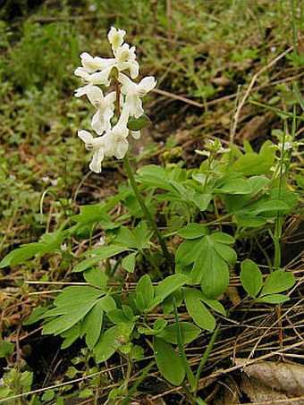 Corydalis cava