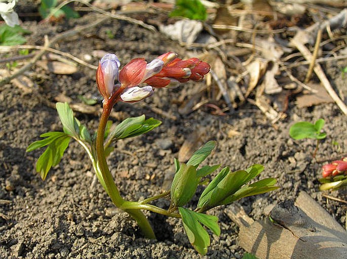 Corydalis cava