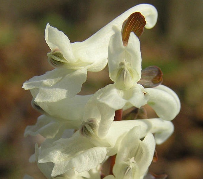 Corydalis cava