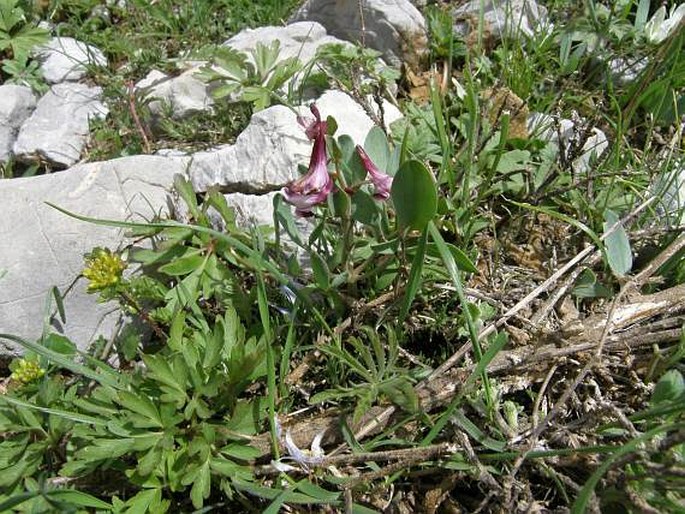 Corydalis oppositifolia