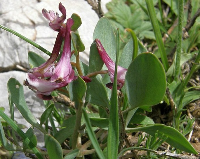 Corydalis oppositifolia