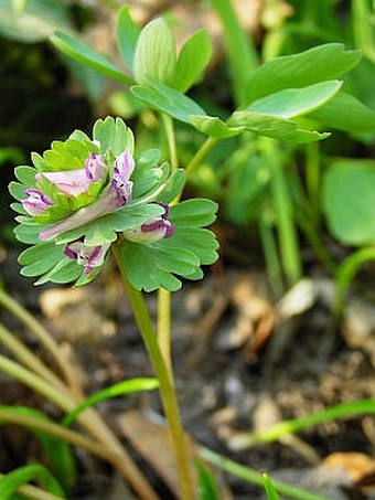 Corydalis pumila