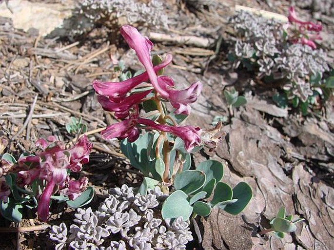 Corydalis rutifolia