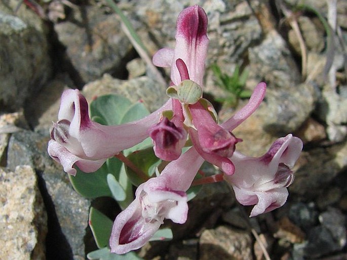 Corydalis rutifolia