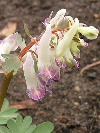 Corydalis