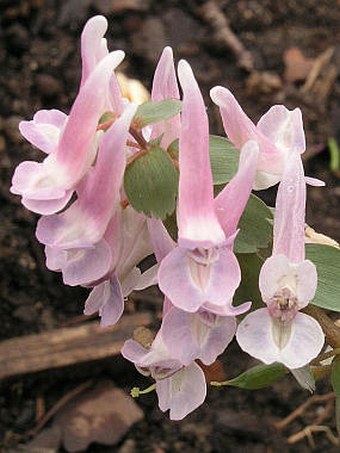 Corydalis