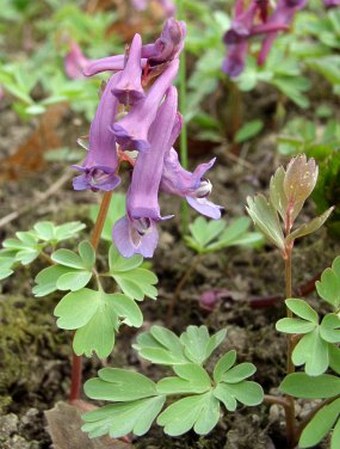 Corydalis solida