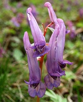 Corydalis solida