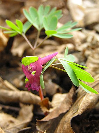 Corydalis intermedia