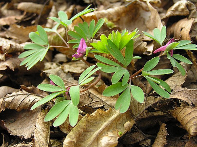 Corydalis intermedia