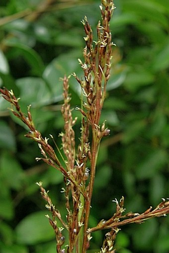 Costularia hornei