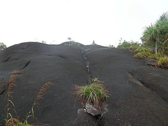 Costularia hornei