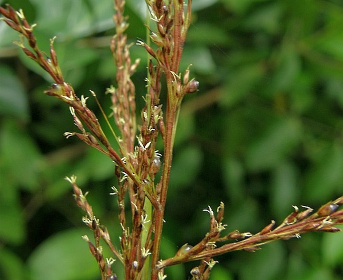 Costularia hornei