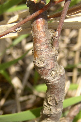 Cotoneaster integerrimus