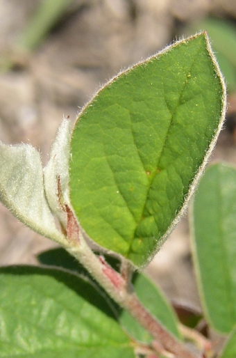 Cotoneaster integerrimus