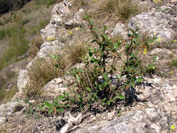 Cotoneaster integerrimus