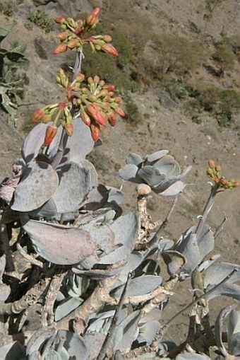 Cotyledon barbeyi